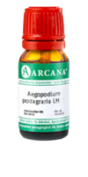 AEGOPODIUM podagraria LM 17 Dilution