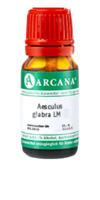 AESCULUS GLABRA LM 10 Dilution