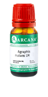 AGRAPHIS NUTANS LM 10 Dilution