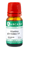 AILANTHUS GLANDULOSA LM 1 Dilution