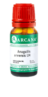 ANAGALLIS ARVENSIS LM 16 Dilution